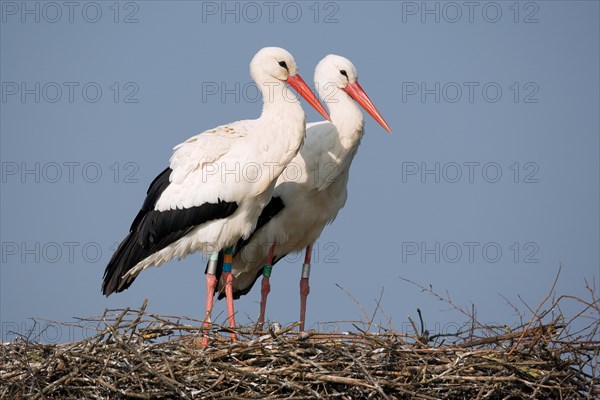 White storks on nest