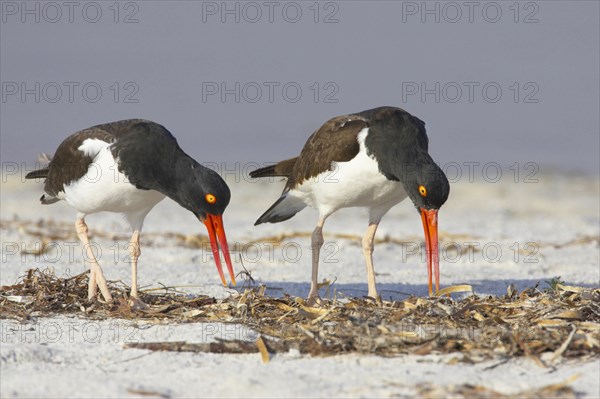 American oystercatcher