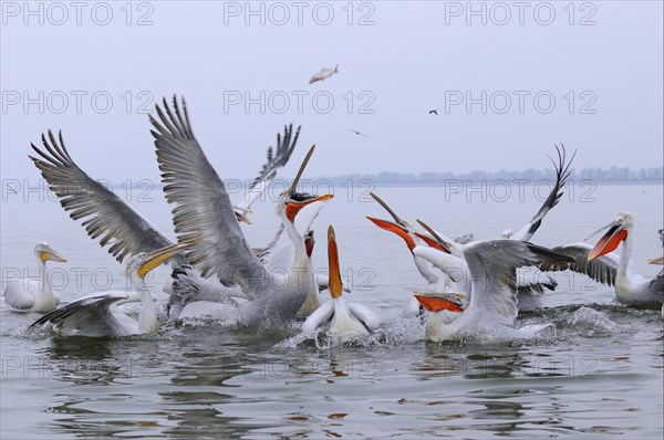 Adults and juveniles of the dalmatian pelican