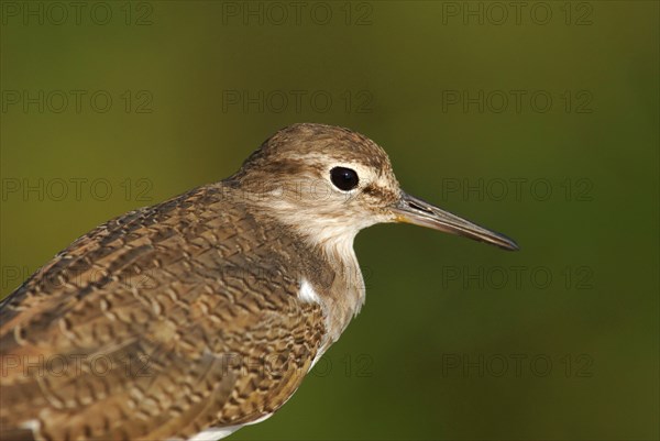 Common sandpiper