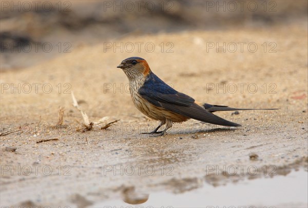 Red-rumped Swallow