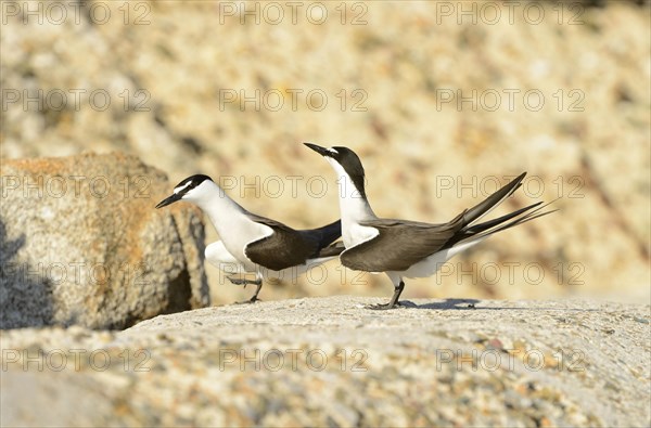 Bridled tern