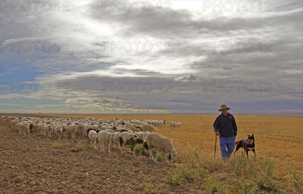 Domestic Sheep