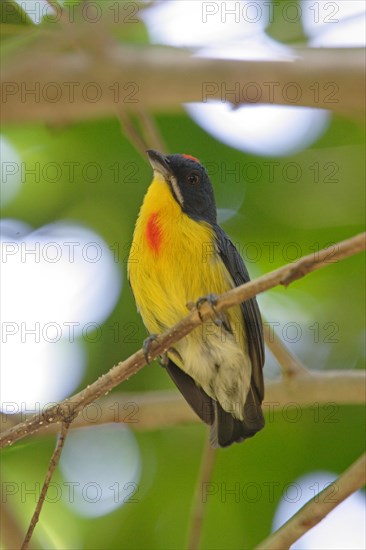 Crimson-breasted Flowerpecker