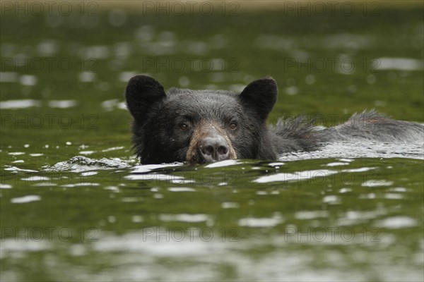 Kermode bear