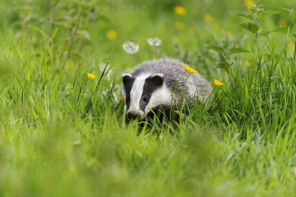 Eurasian Badger