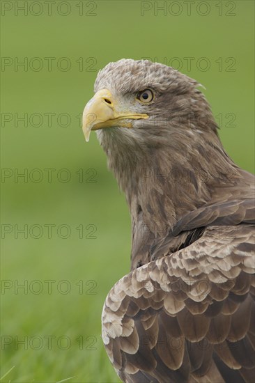 White-tailed eagle