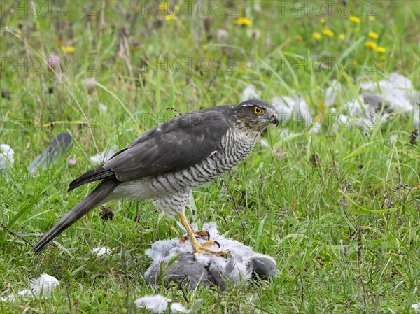 Eurasian sparrowhawk