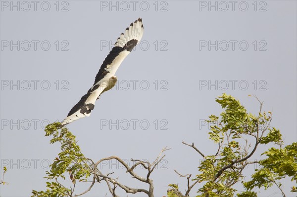 Palm-nut vulture