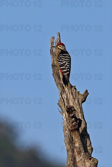 Stripe-breasted Woodpecker