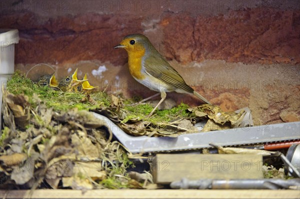 European european robin