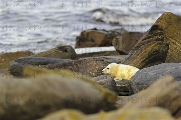 Grey Seal