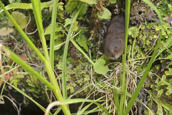 Eastern vole