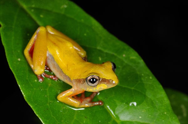 Brown reed frog