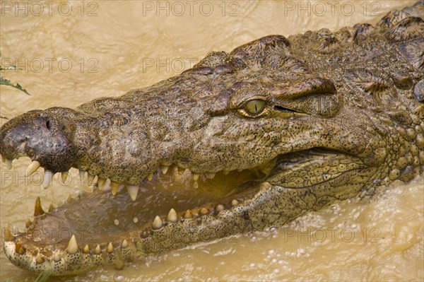 Nile Crocodile