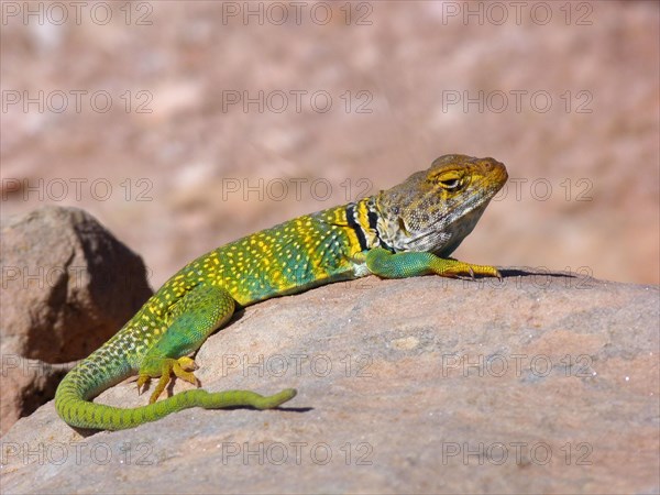 Golden-collared iguana