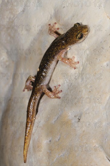 Sopramonte cave salamander