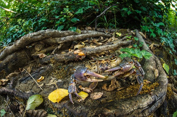 Freshwater Crab