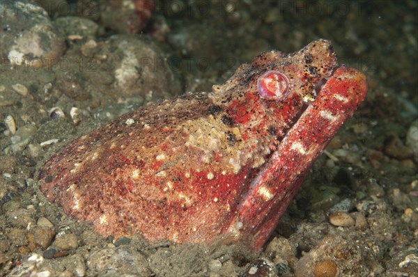 Adult reptile snake eel