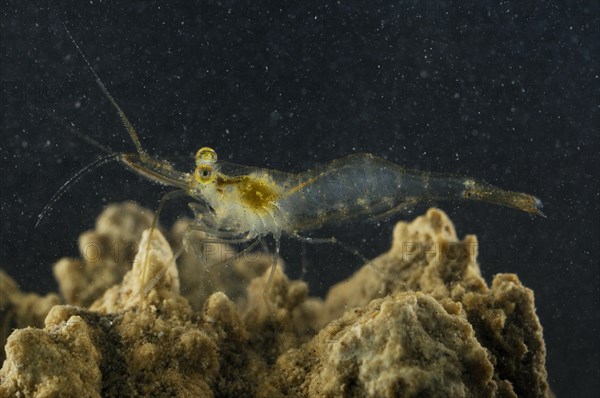 Pond Shrimp