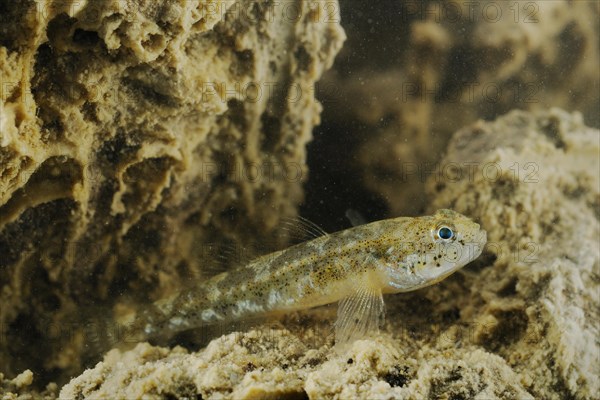 Canestrinis goby