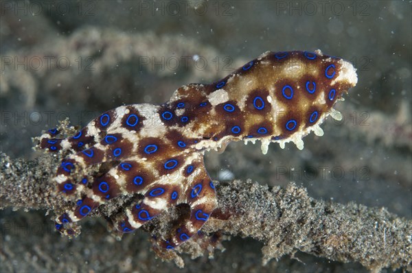 Greater Blue-ringed Octopus