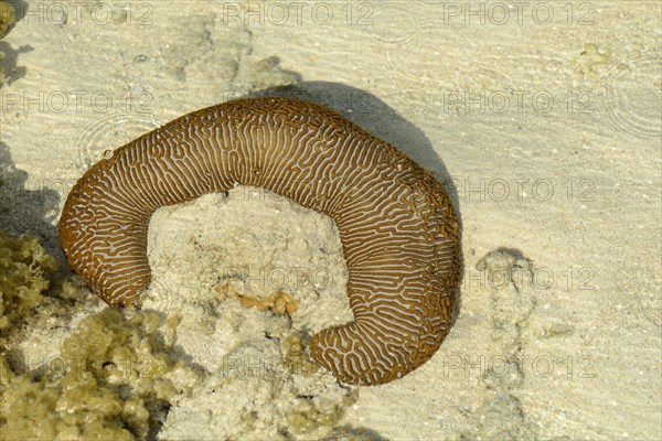 Variegated Sea Cucumber