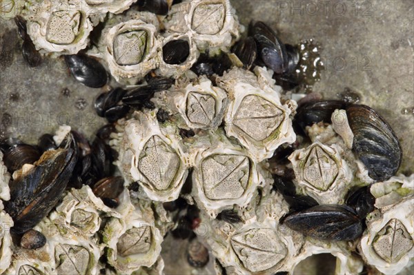 Adult acorn barnacle