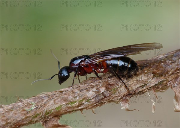 Southern Wood Ant