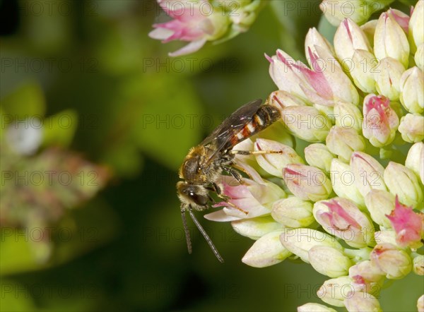 Common furrowing bee