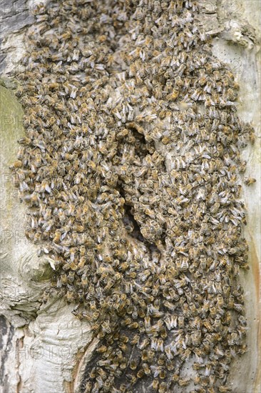 Swarm of honey bee