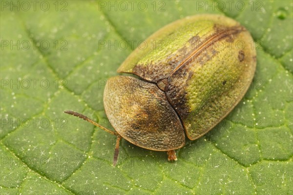 Green Tortoise Beetle