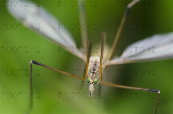 Crane fly