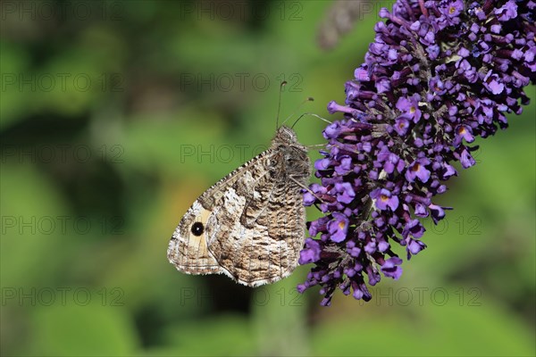 Grayling