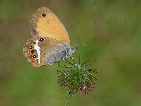 Pearly heath