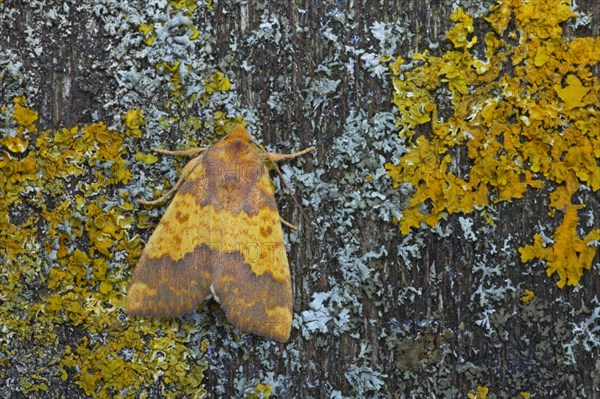 Barred Sallow