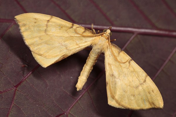 Barred Straw Moth