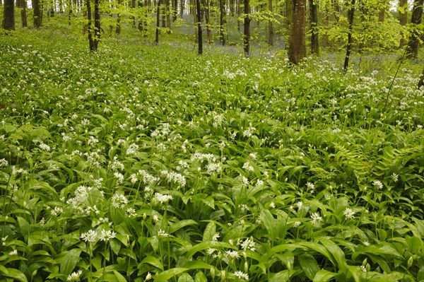 Ramsons