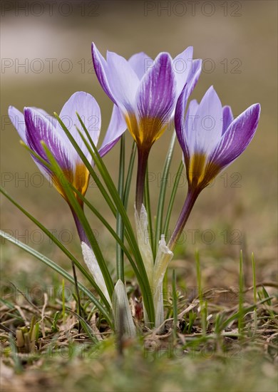 Silvery crocus