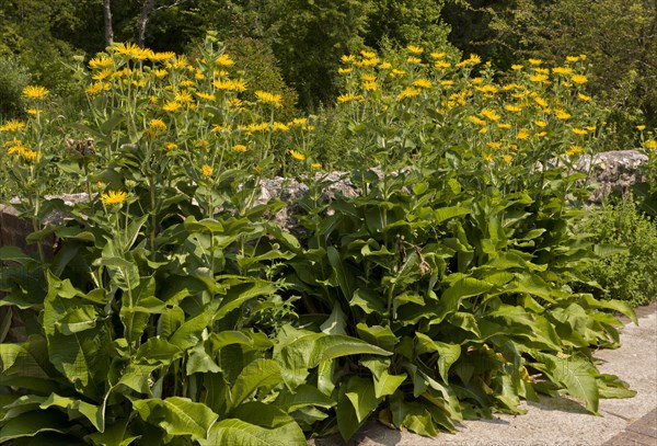 Elecampane