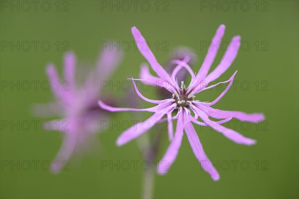 Ragged Robin