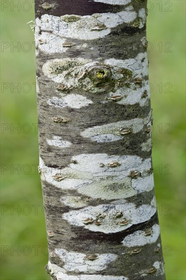 Shosar Flowering Cherry