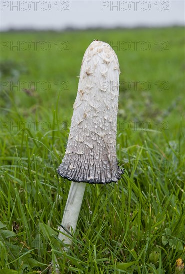 Shaggy Ink shaggy ink cap