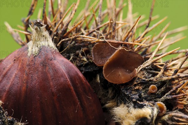 Cup Fungus