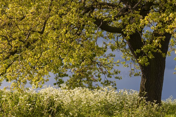 Growth of turkey oak