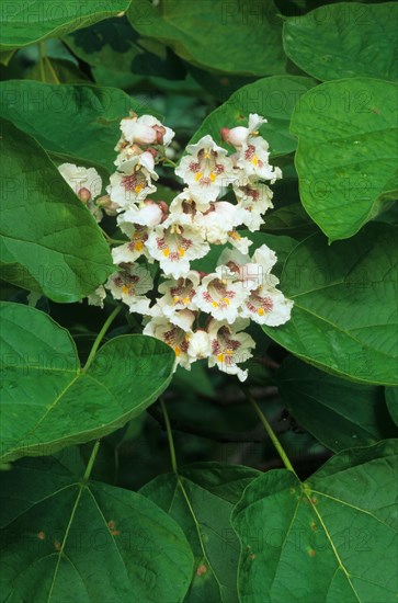 Northern catalpa