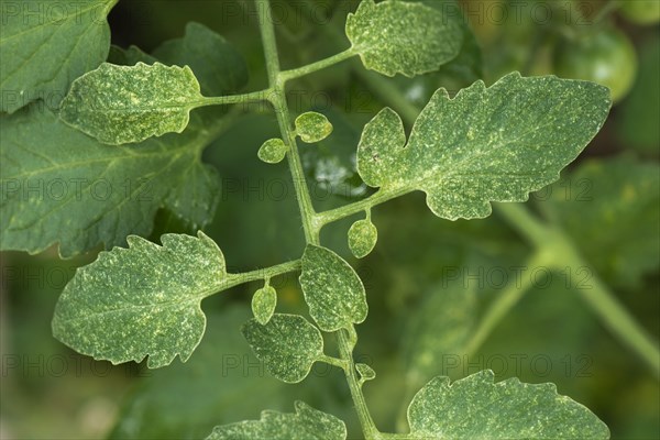 Two-spotted spider mite