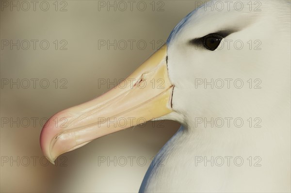 Adult black-browed albatross