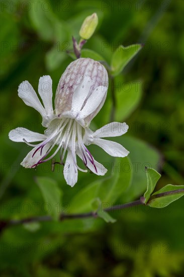 Bladder campion