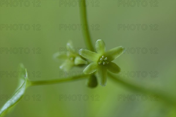 (Dioscorea) communis